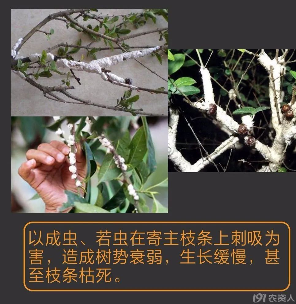 蚧壳虫防治方案15378717347