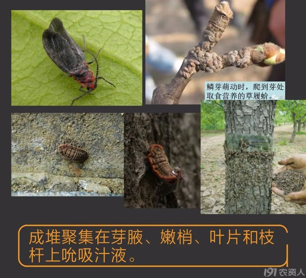 蚧壳虫防治方案15378717347