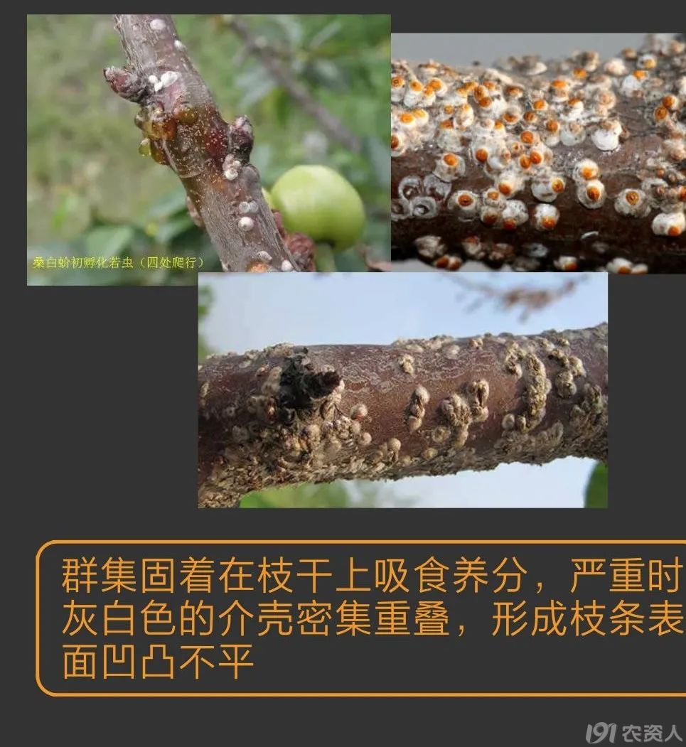蚧壳虫防治方案15378717347