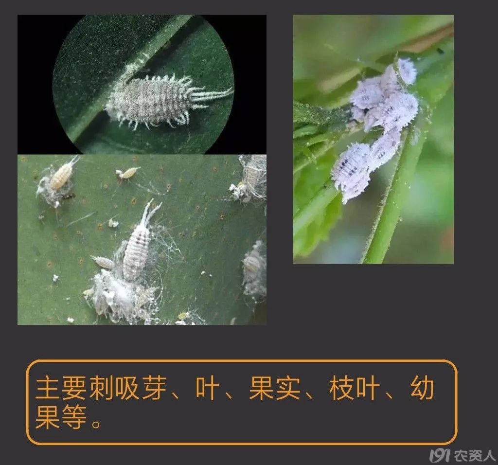 蚧壳虫防治方案15378717347