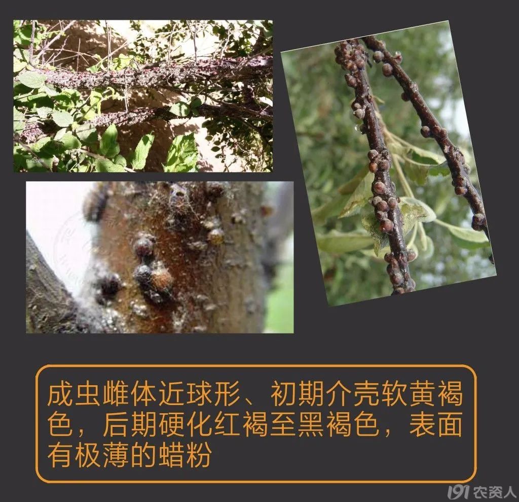 蚧壳虫防治方案15378717347