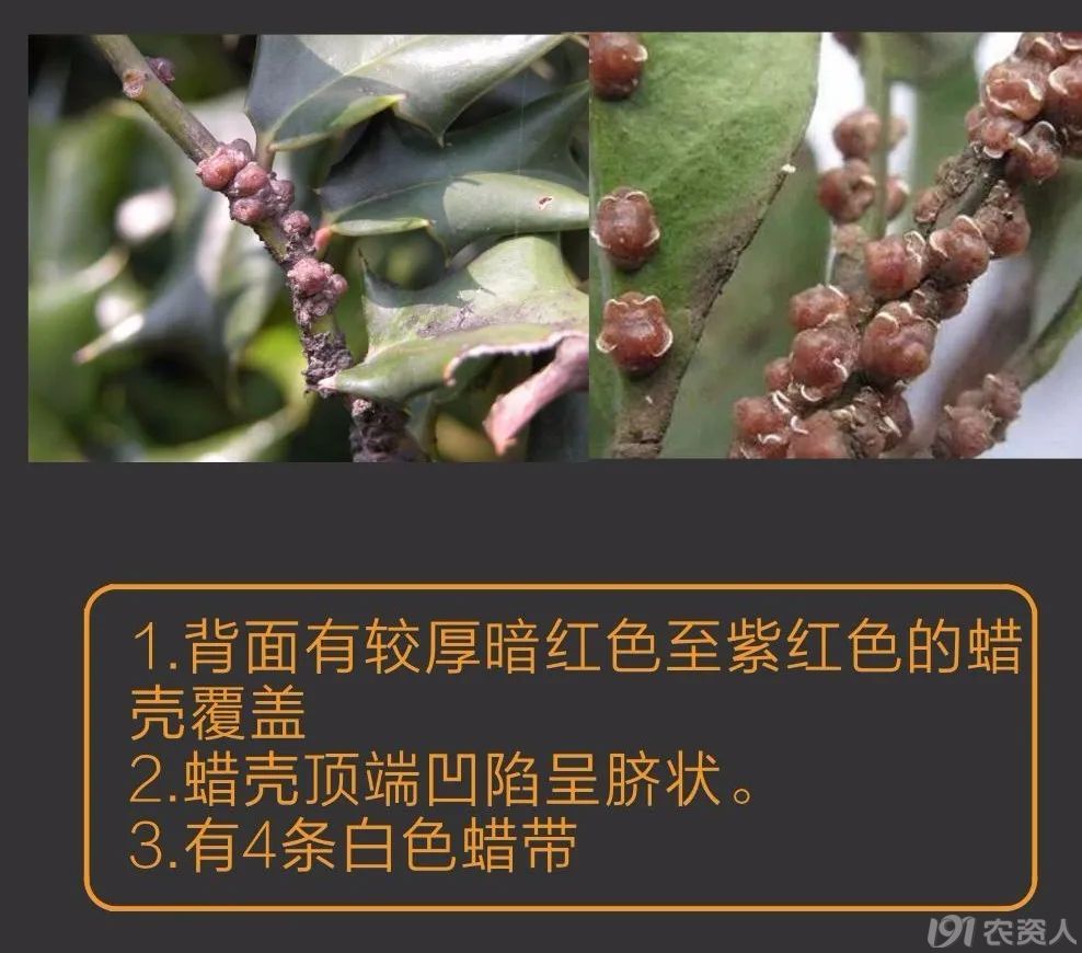 蚧壳虫防治方案15378717347
