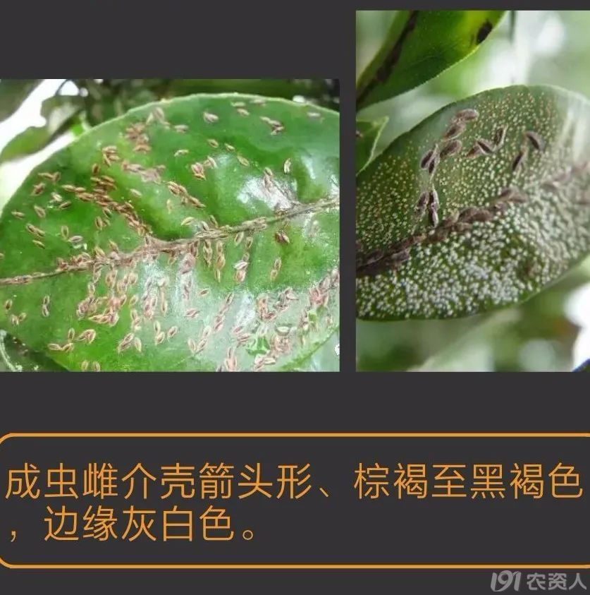 蚧壳虫防治方案15378717347