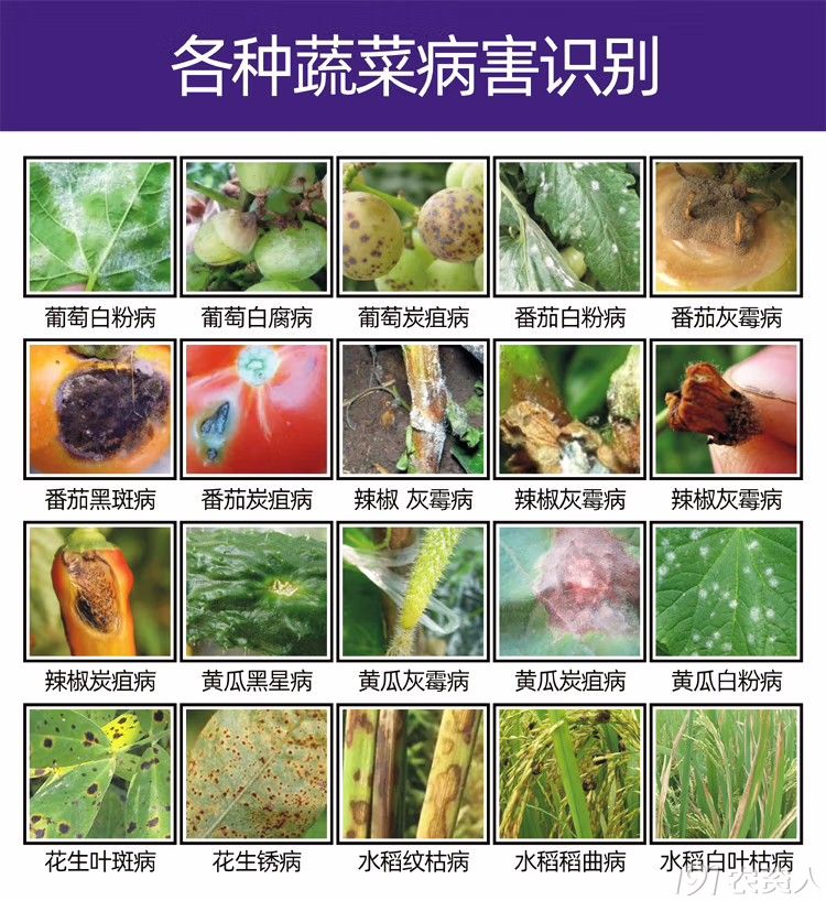 30%戊唑嘧菌酯15378717347