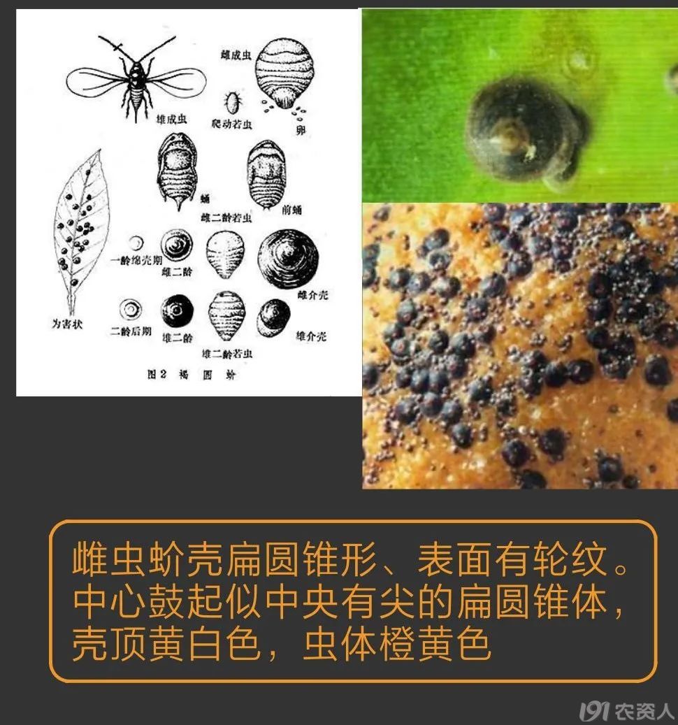 蚧壳虫防治方案15378717347