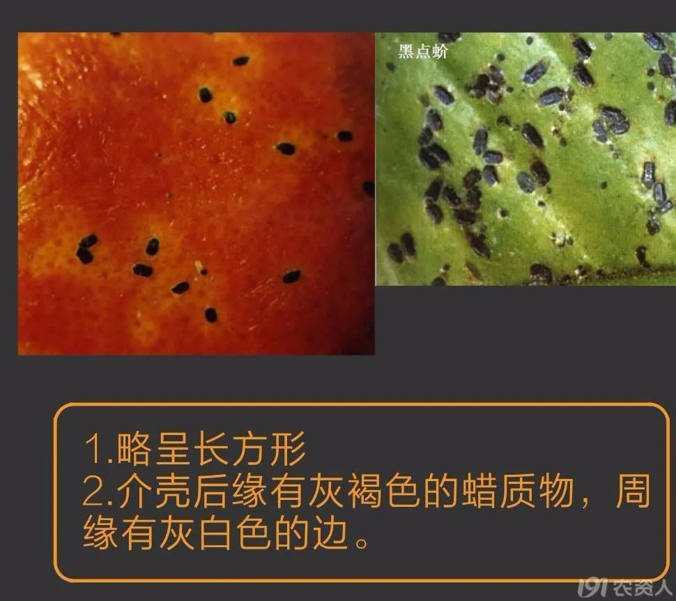 蚧壳虫防治方案15378717347