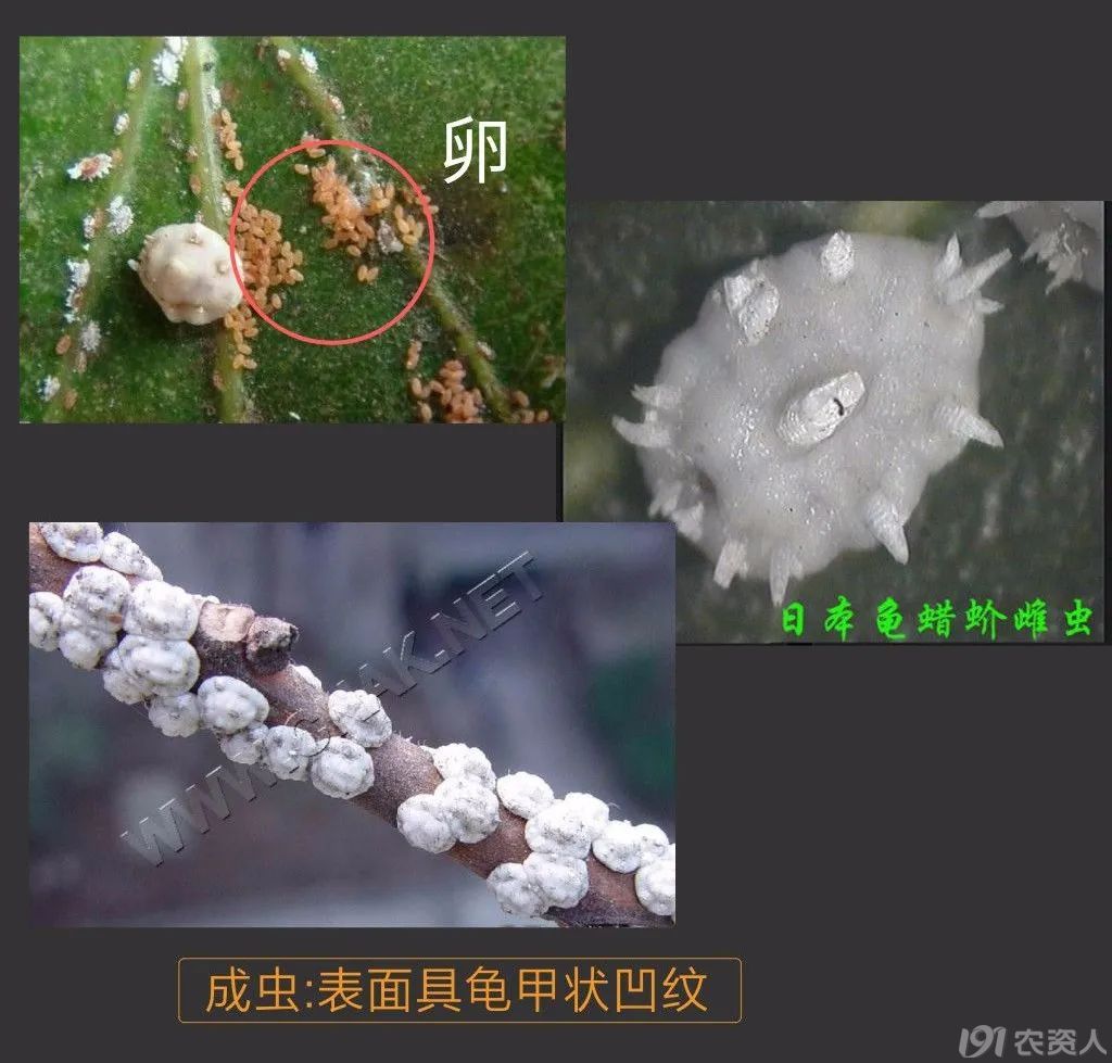 蚧壳虫防治方案15378717347