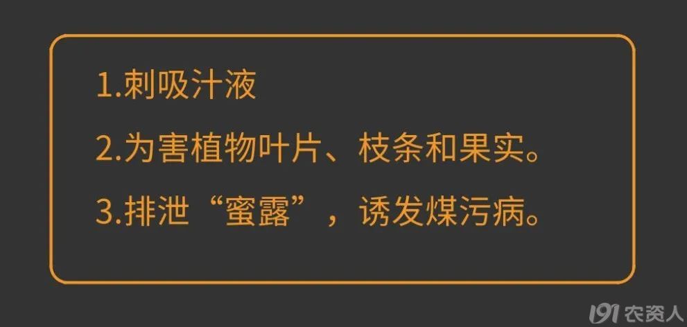 蚧壳虫防治方案15378717347