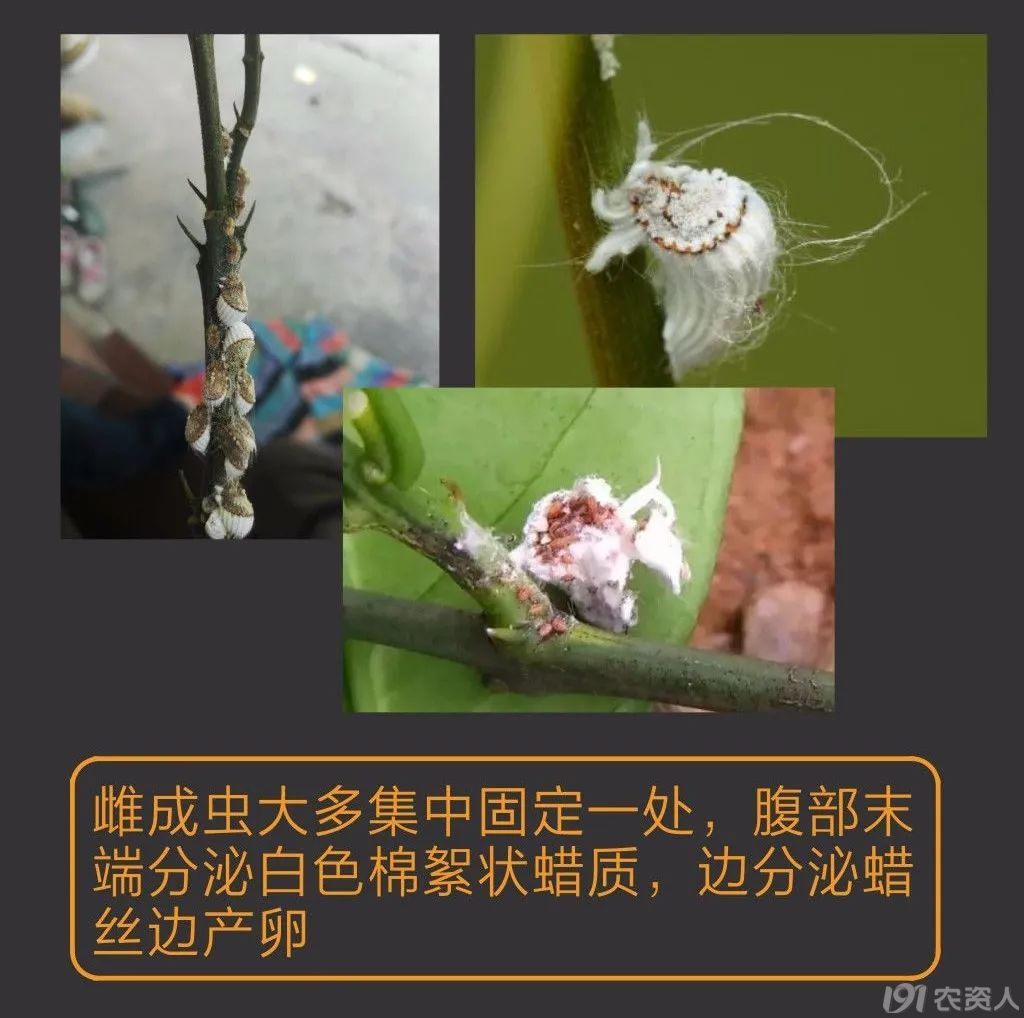 蚧壳虫防治方案15378717347
