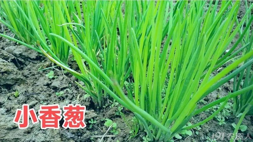 霜霉病疫病防治15378717347