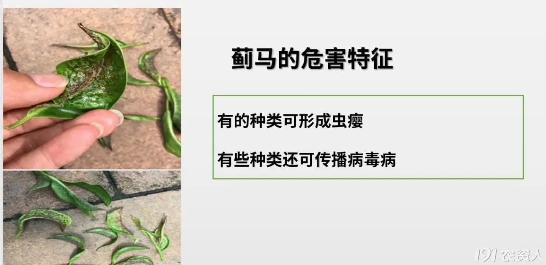 蓟马防治15378717347