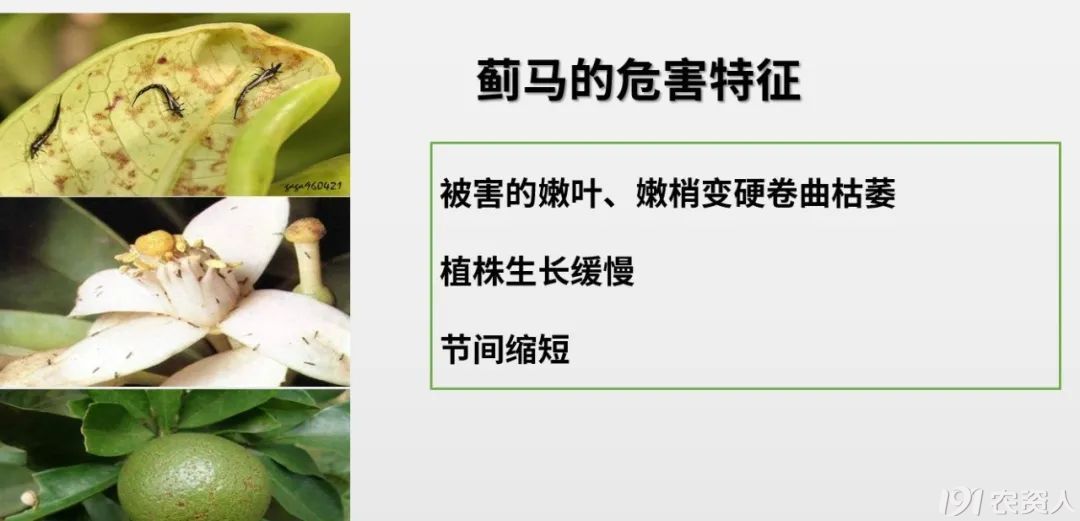蓟马防治15378717347
