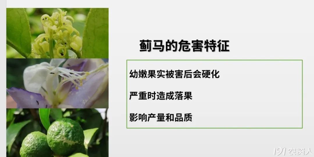 蓟马防治15378717347