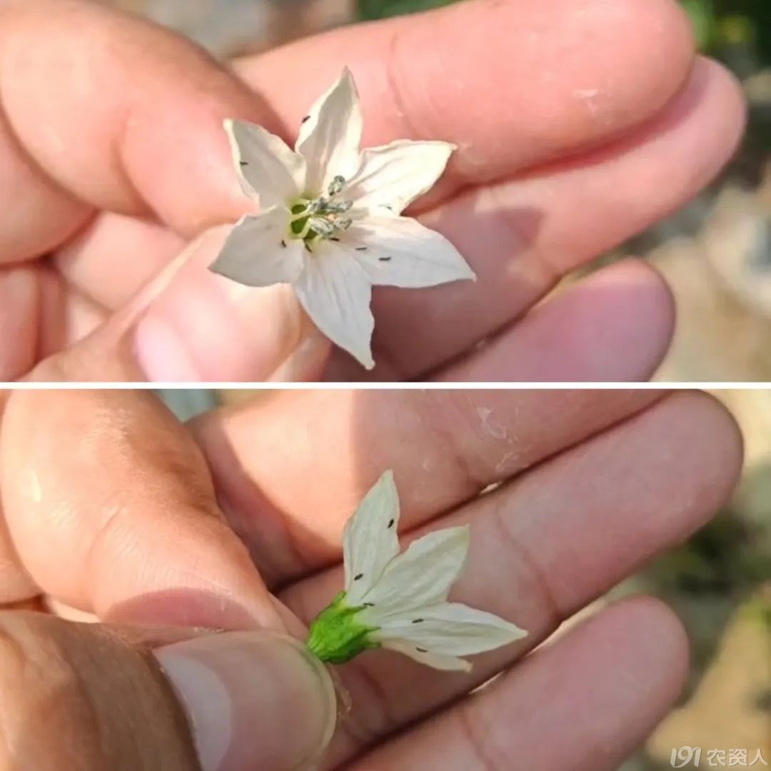 蓟马防治方案15378717347