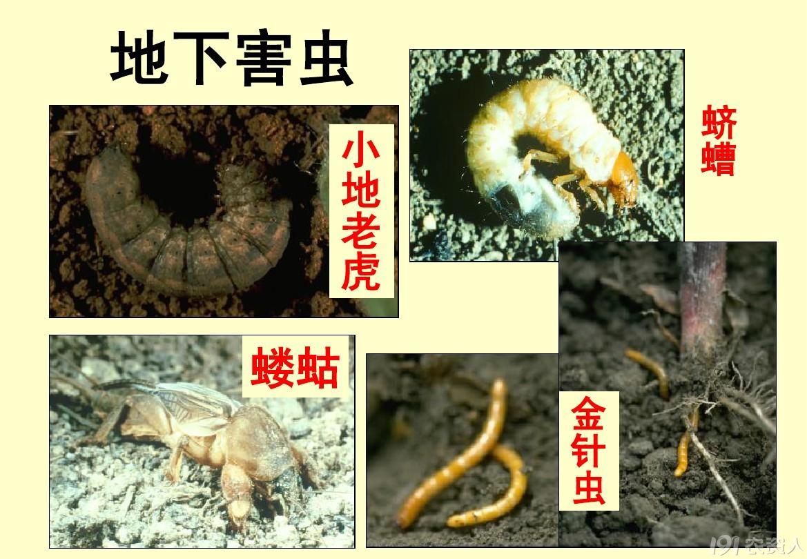地下害虫防治15378717347