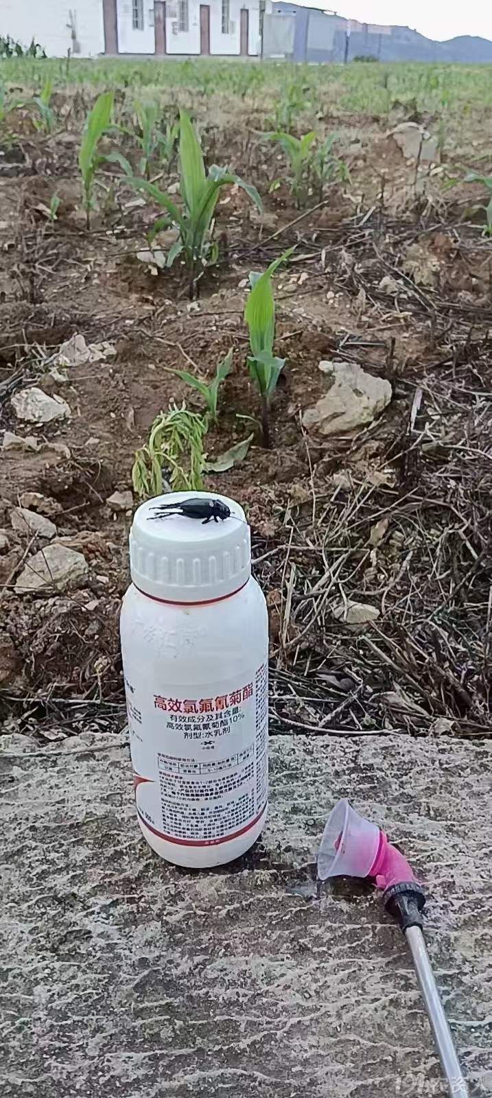 ˫өҶ׷15378717347