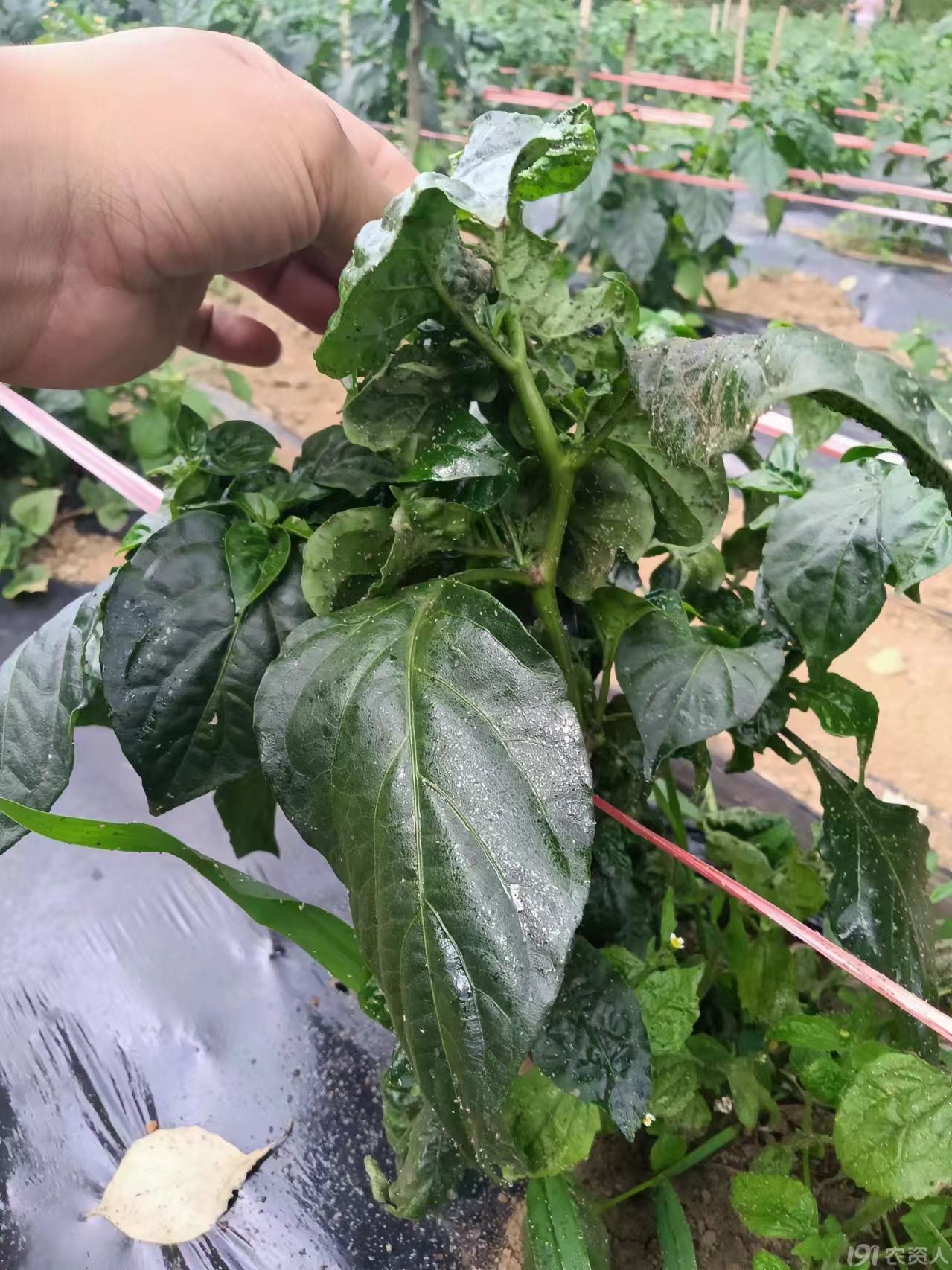 辣椒白粉虱防治15378717347