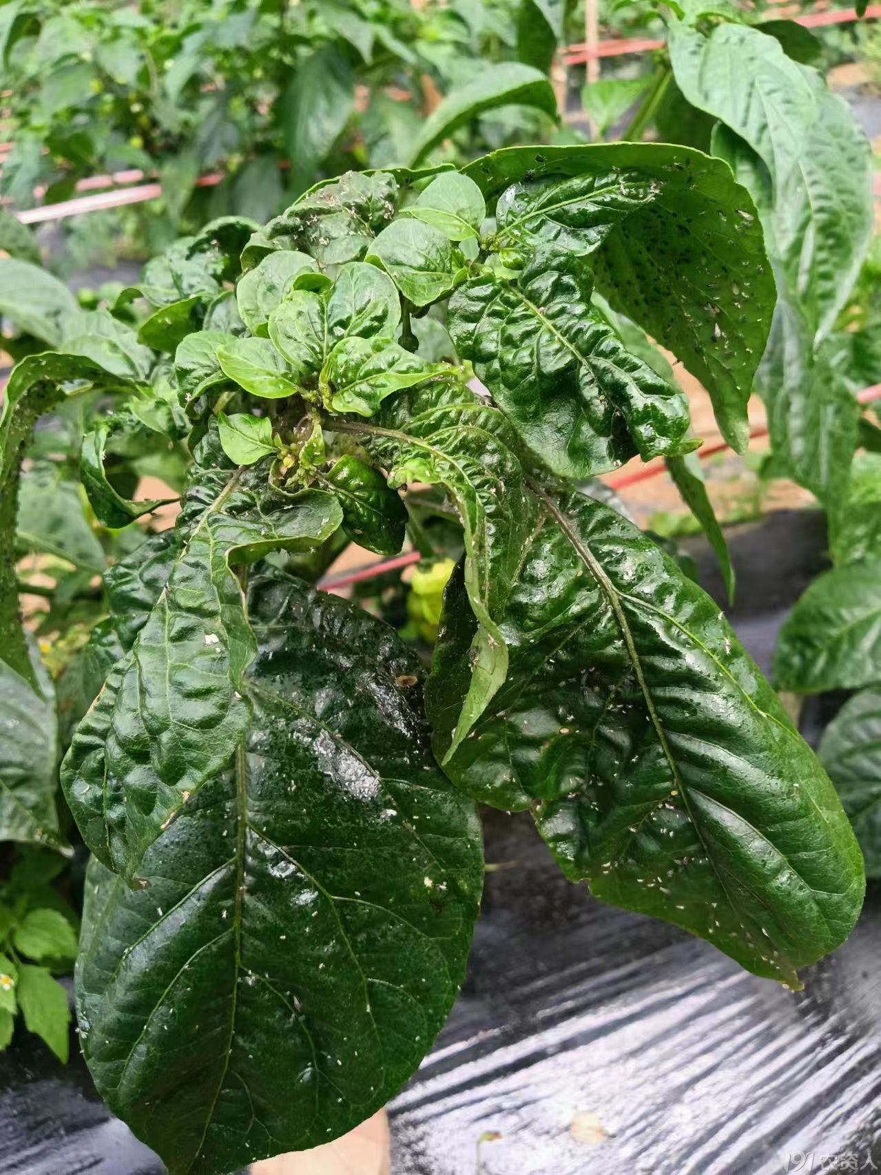 辣椒白粉虱防治15378717347