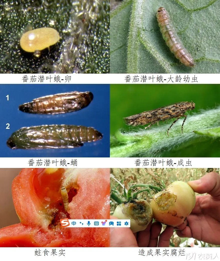 番茄潜叶蛾防治15378717347