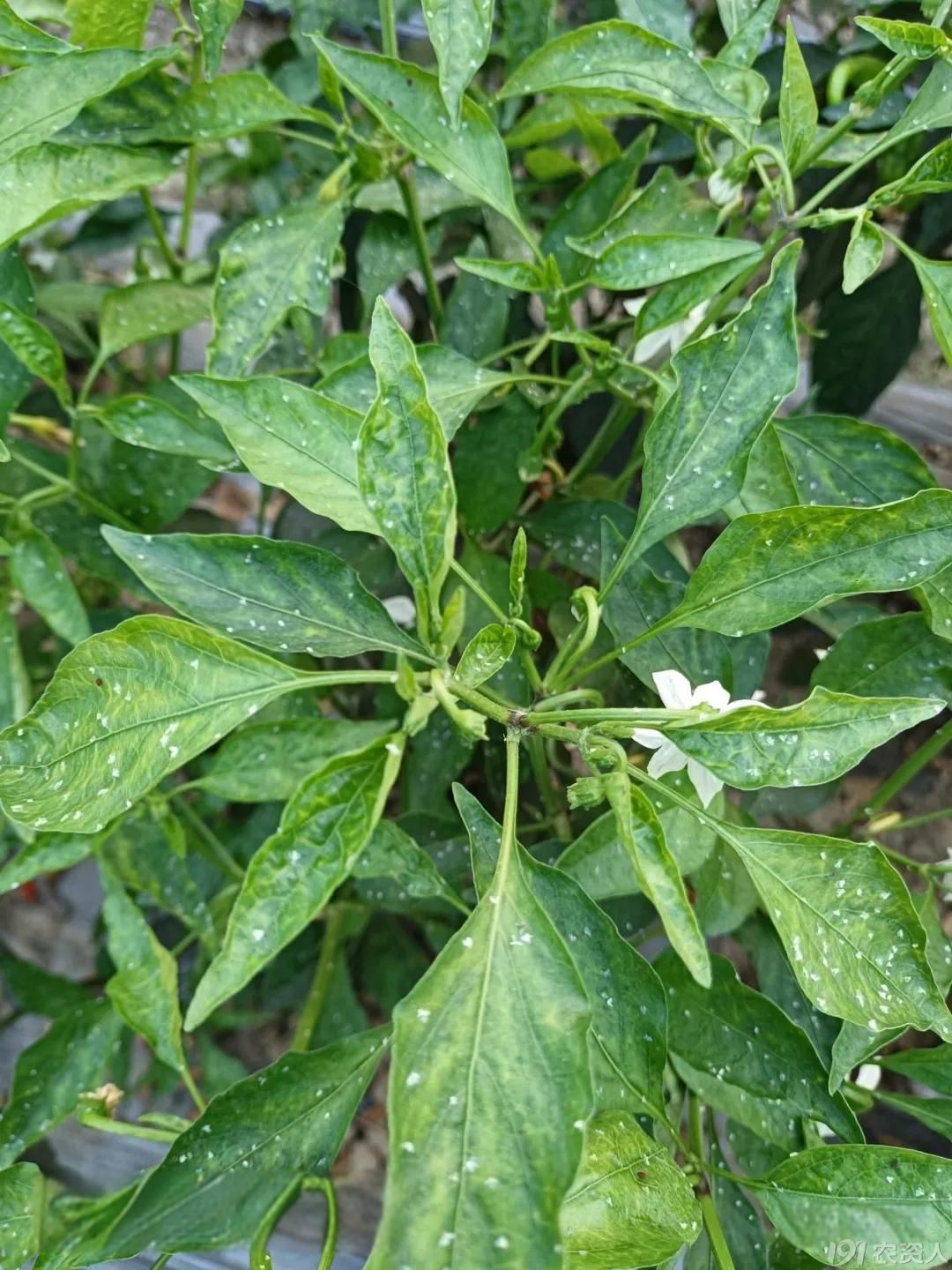 辣椒白粉虱防治15378717347