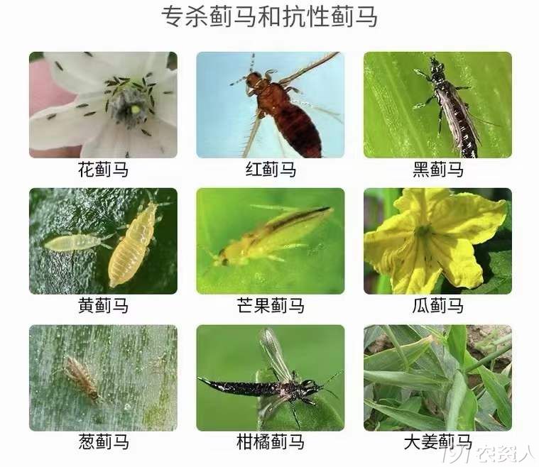抗性蓟马防治方案15378717347