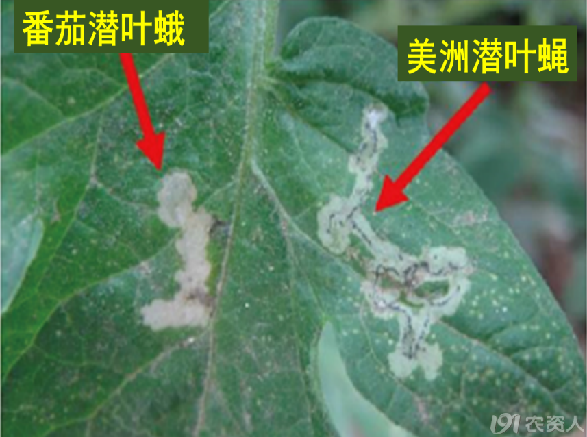番茄潜叶蛾防治15378717347