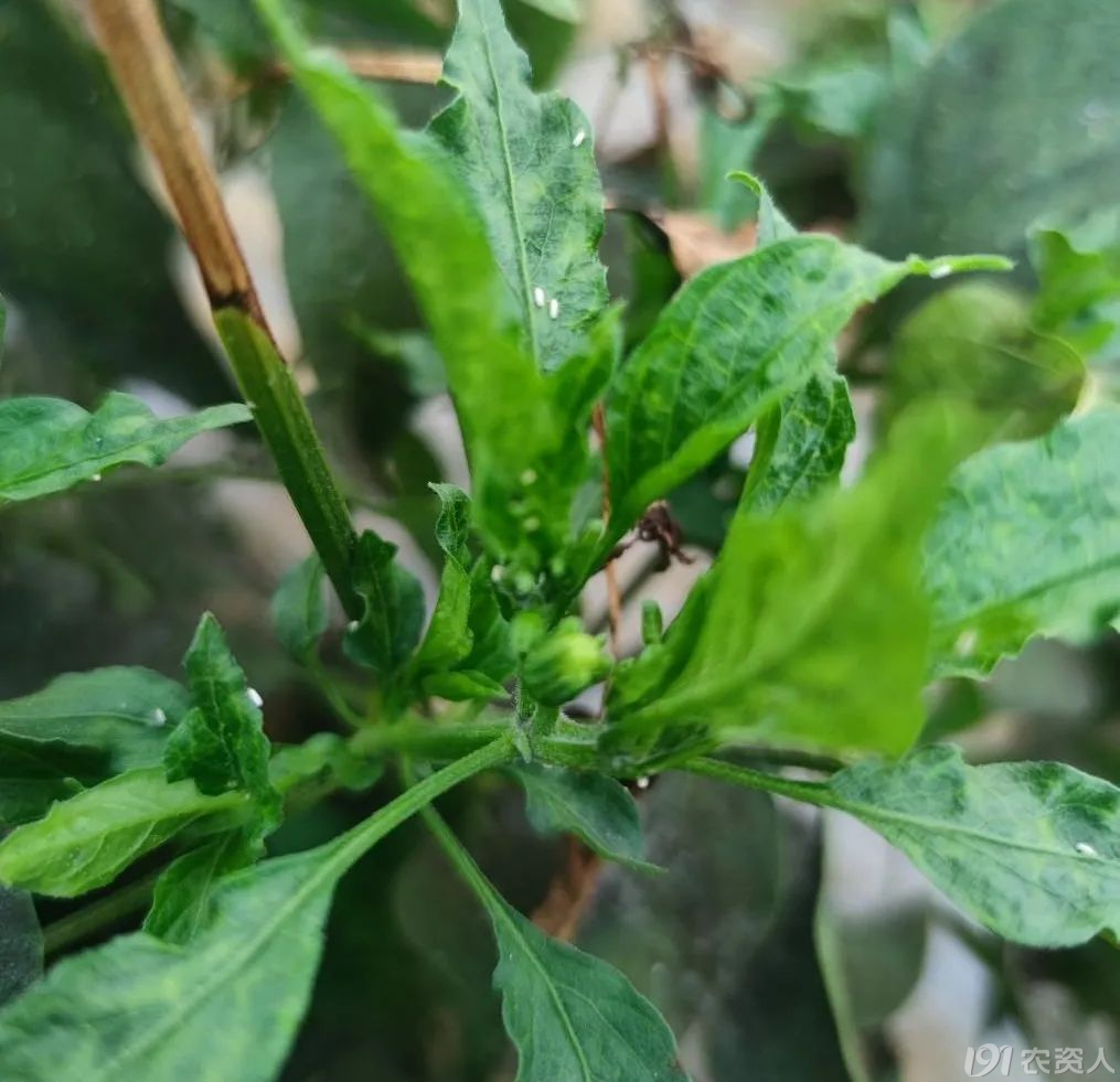 辣椒白粉虱防治15378717347