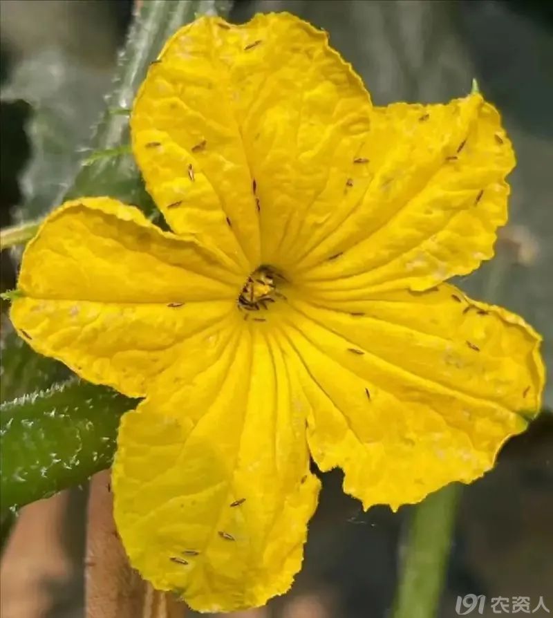 抗性蓟马防治方案15378717347