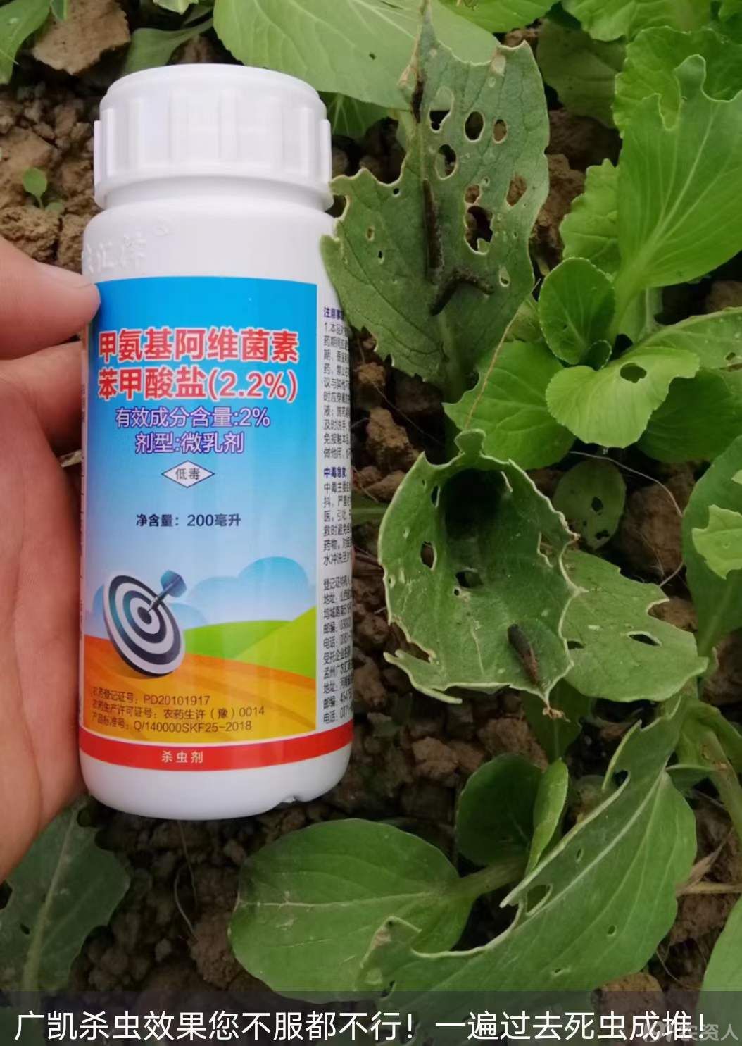 白菜病虫害防治15378717347