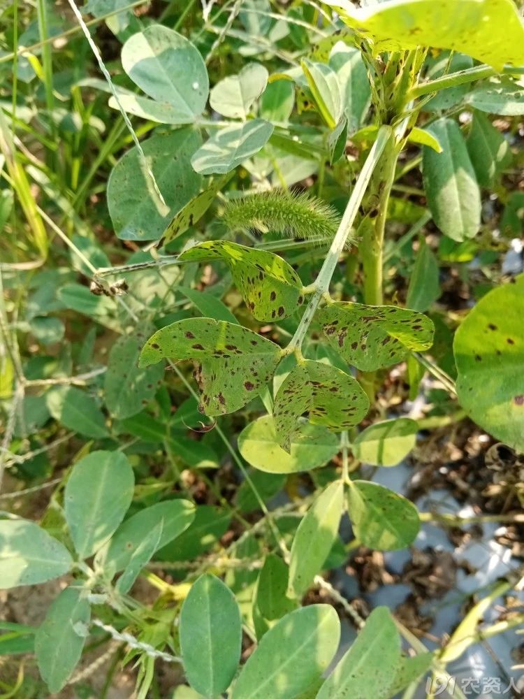 花生高产方案15378717347