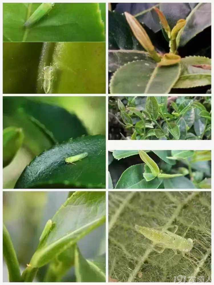 溦15378717347