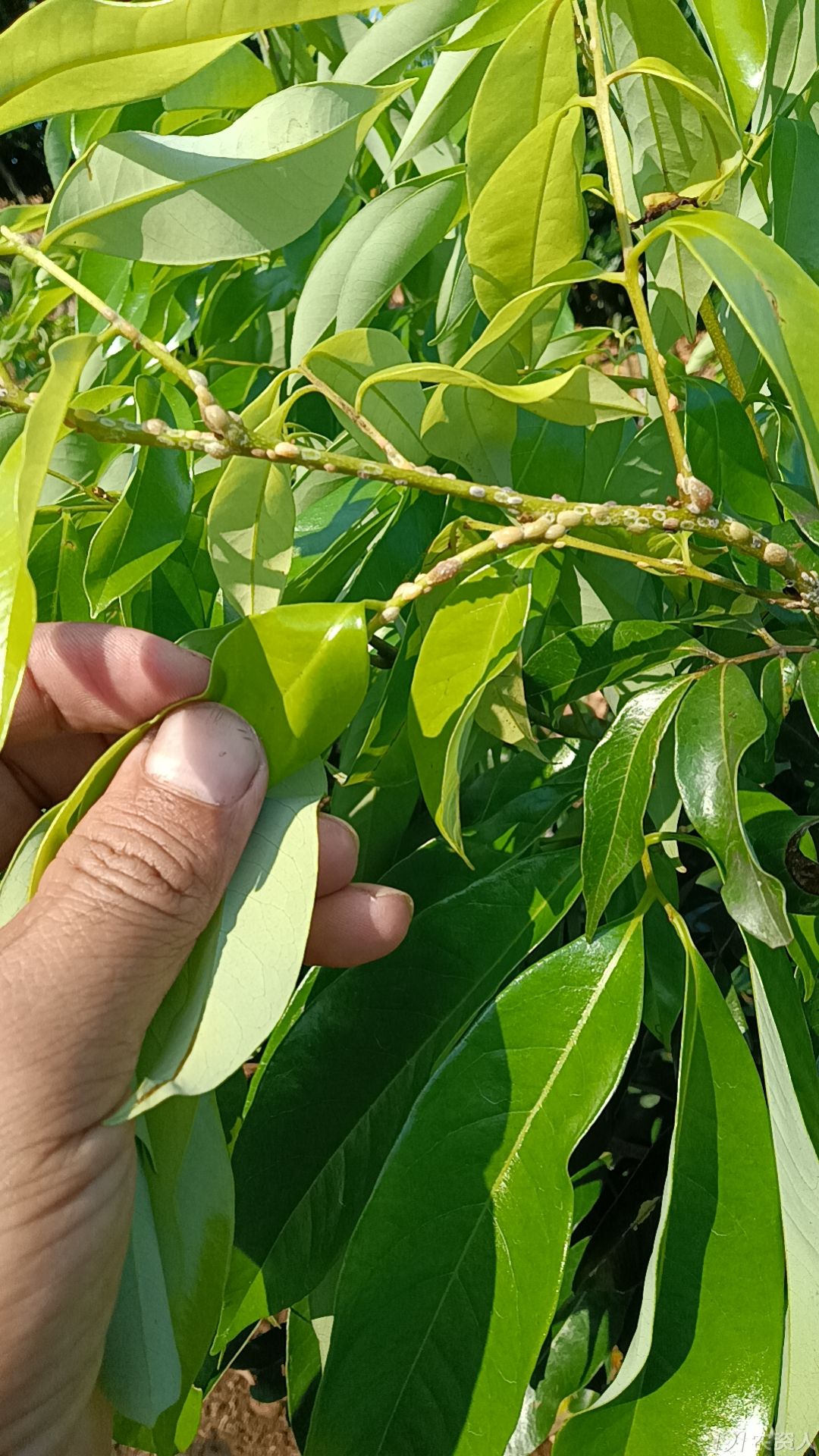 蚧壳虫防治方案15378717347