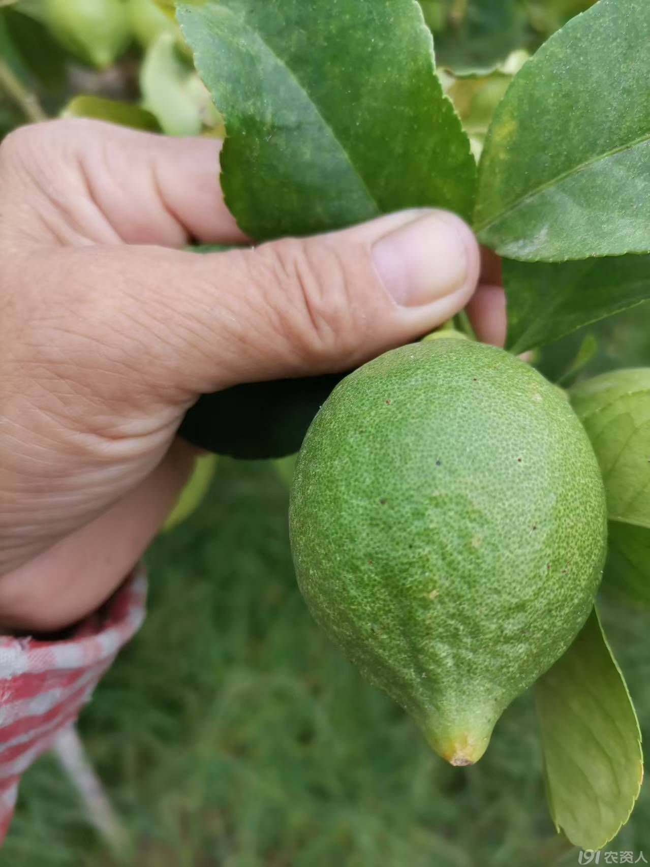 柠檬红蜘蛛防治15378717347