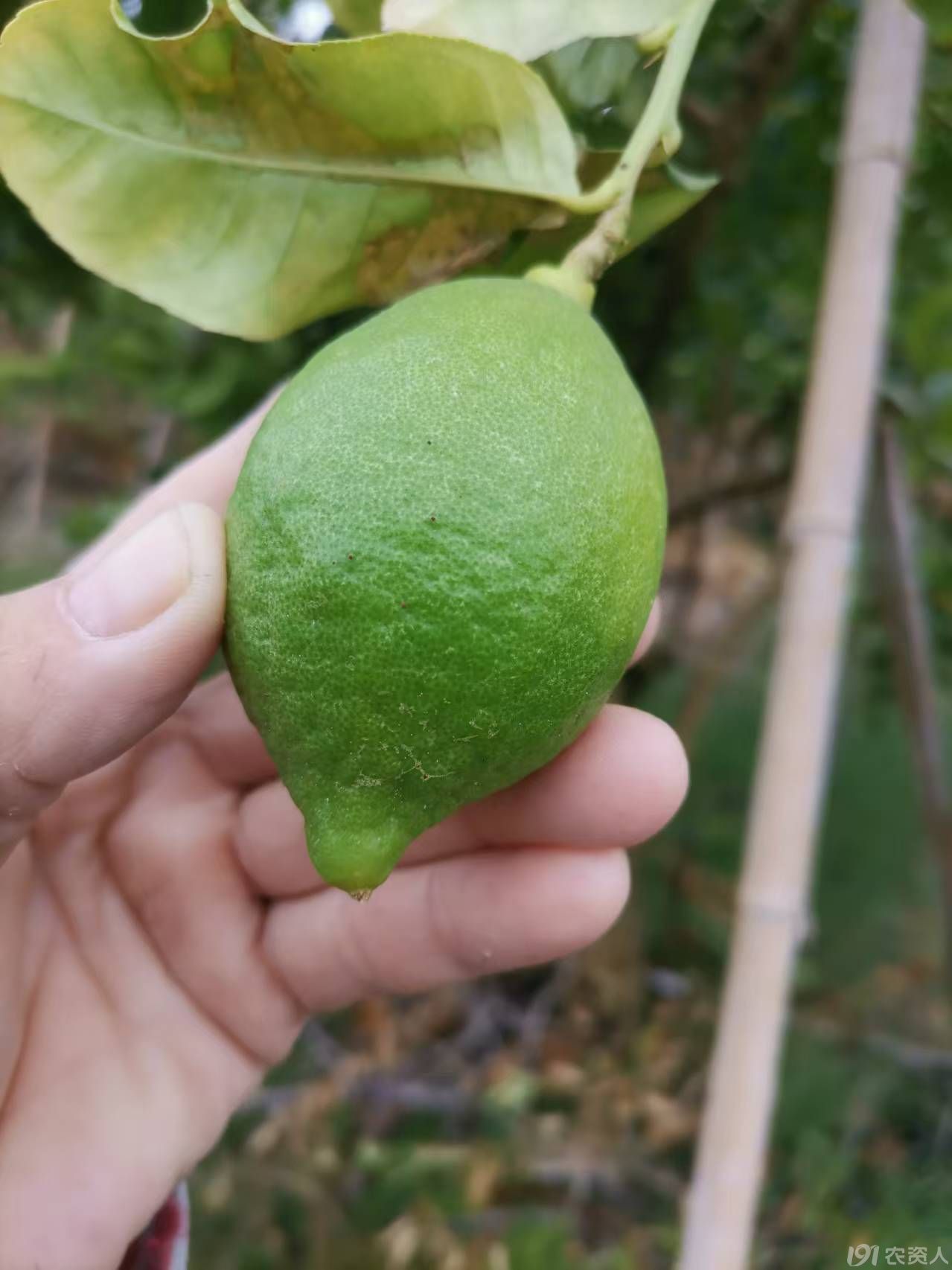 柠檬红蜘蛛防治15378717347