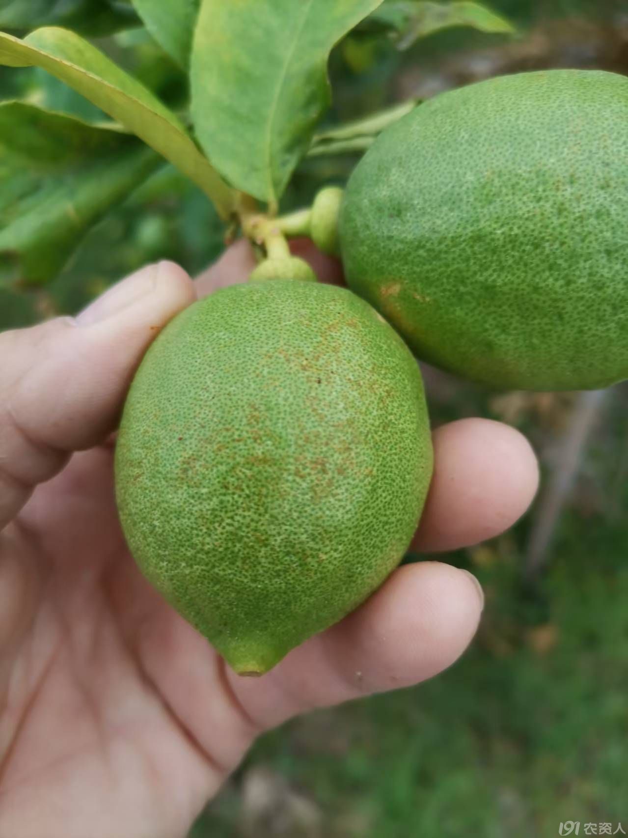 柠檬红蜘蛛防治15378717347