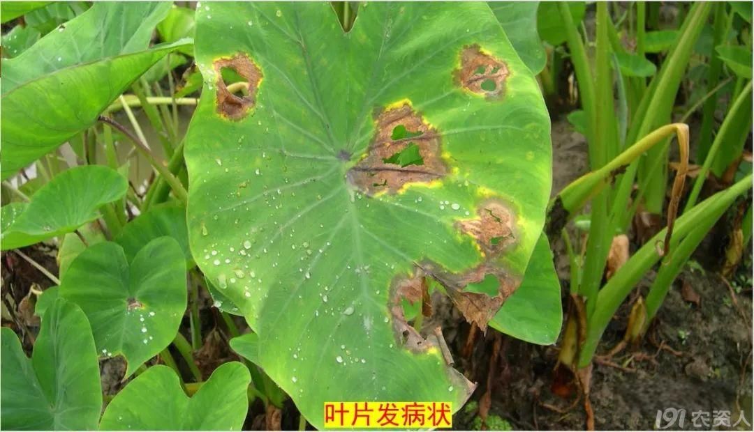 芋头疫病防治15378717347
