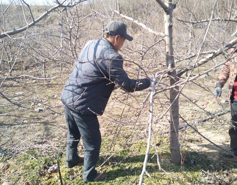 苹果树根结线虫防治15378717347