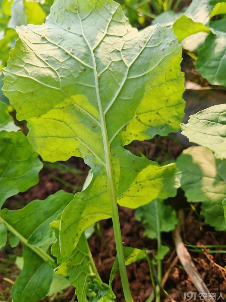 油菜病虫害防治15378717347