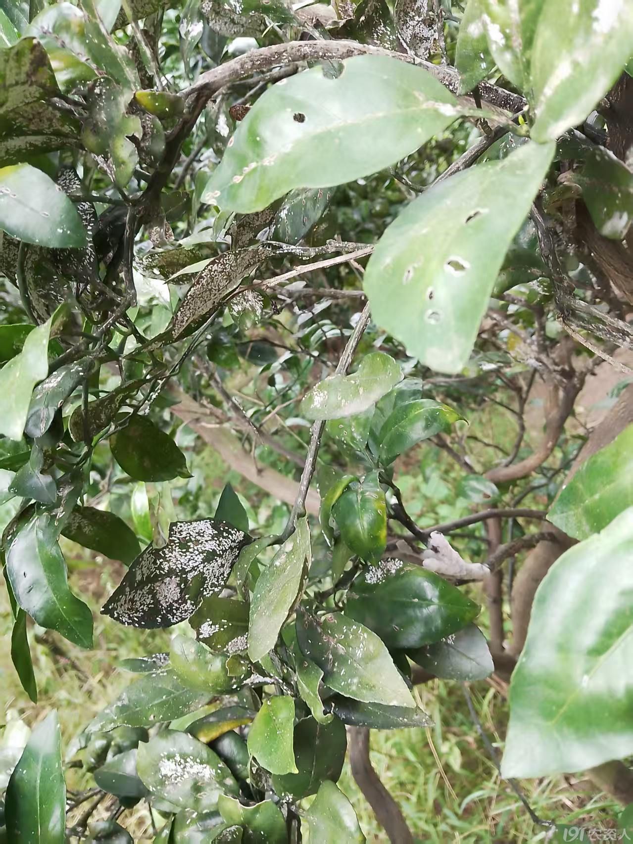蚧壳虫防治15378717347