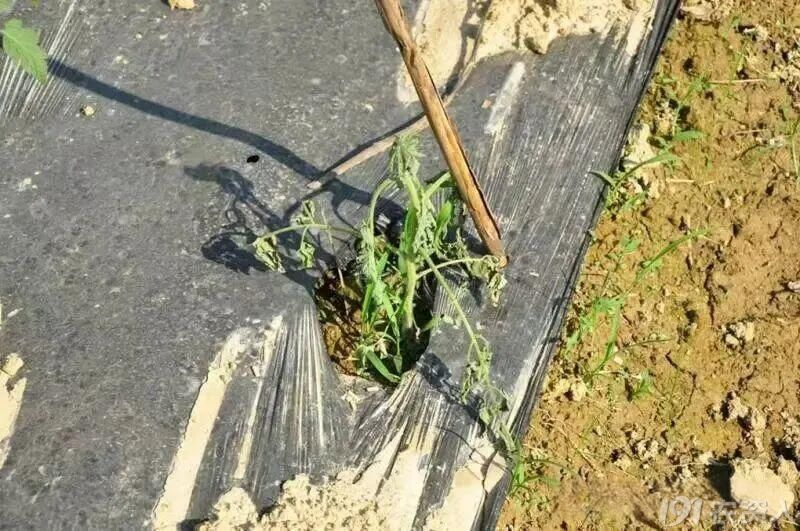 ������ݲ�15378717347