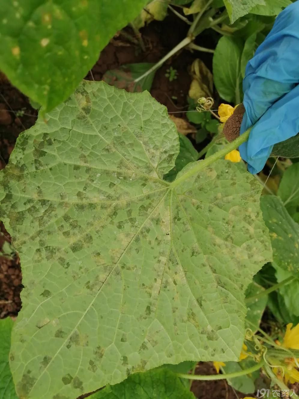 黄瓜角斑病