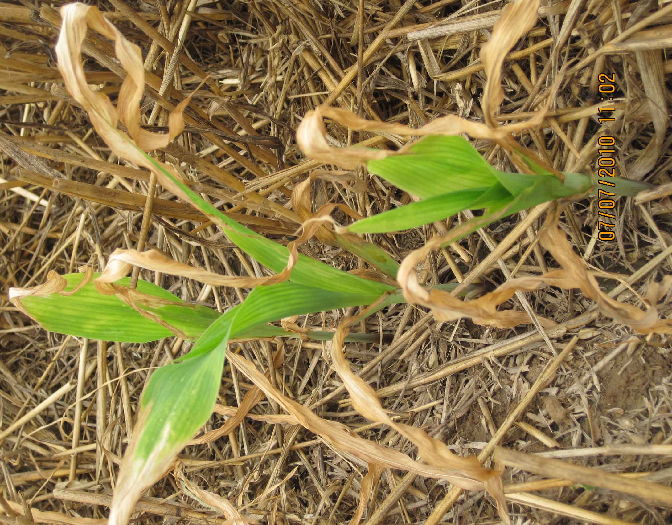 幾張玉米田除草劑藥害圖片