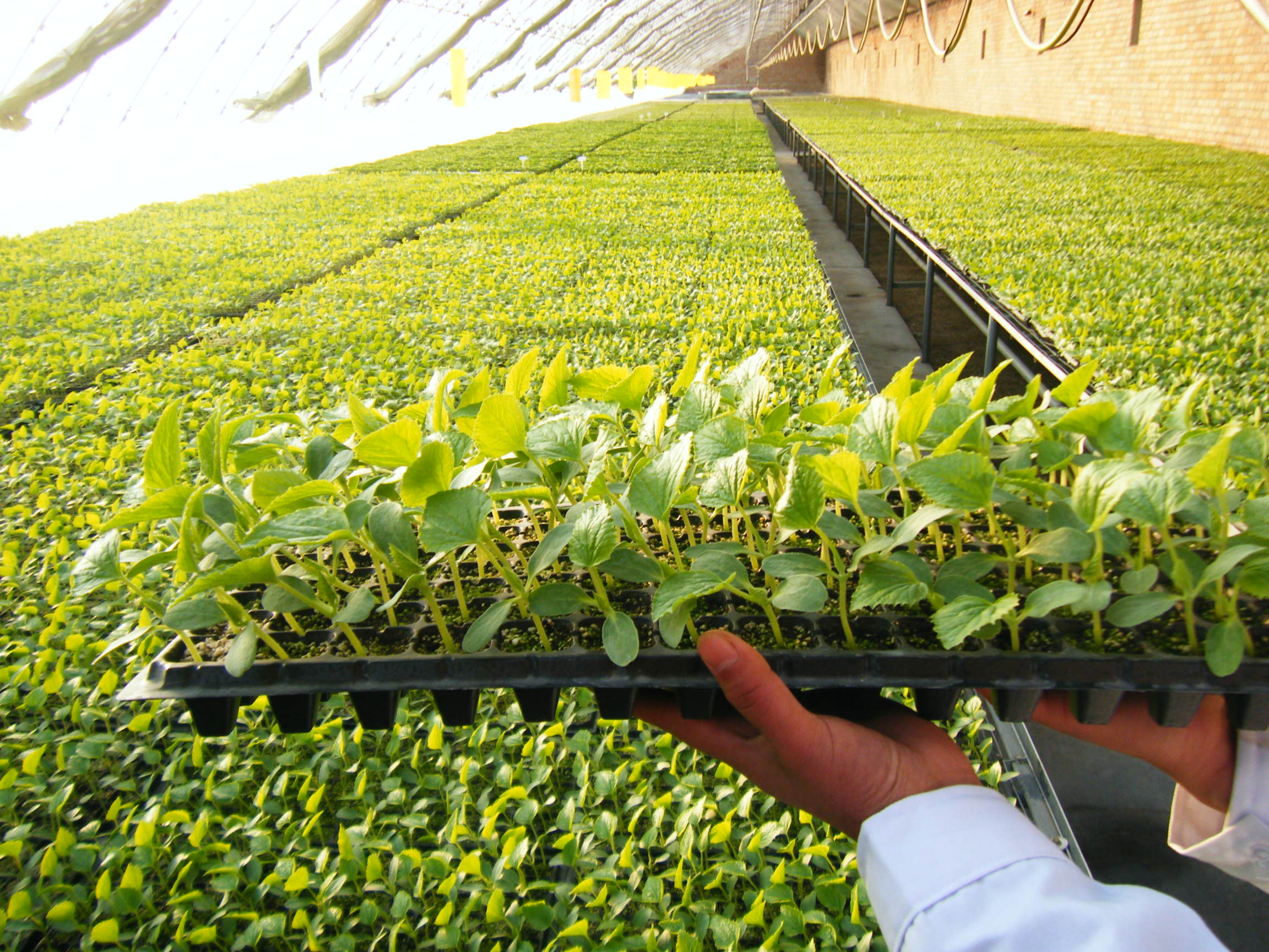 德国klasmann蔬菜育苗基质