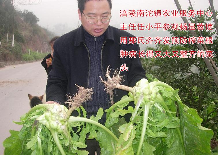 给大家分享下无农药防治榨菜根肿病的最新技术