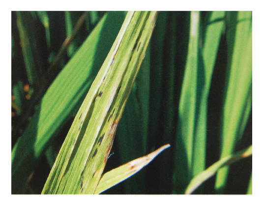 水稻:水稻窄条斑病