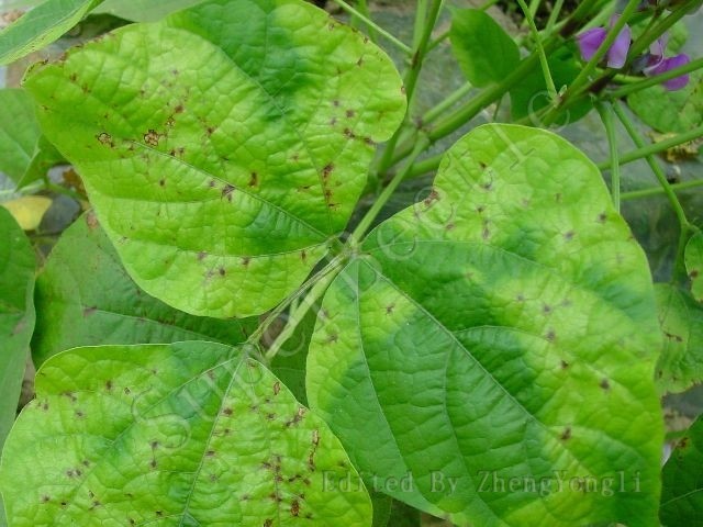 转载:扁豆的主要病害