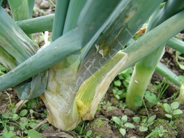 转:葱的主要病害