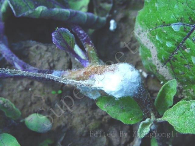 茄子主要病害(二)