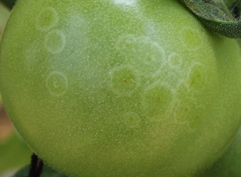 番茄高清蓟马图片