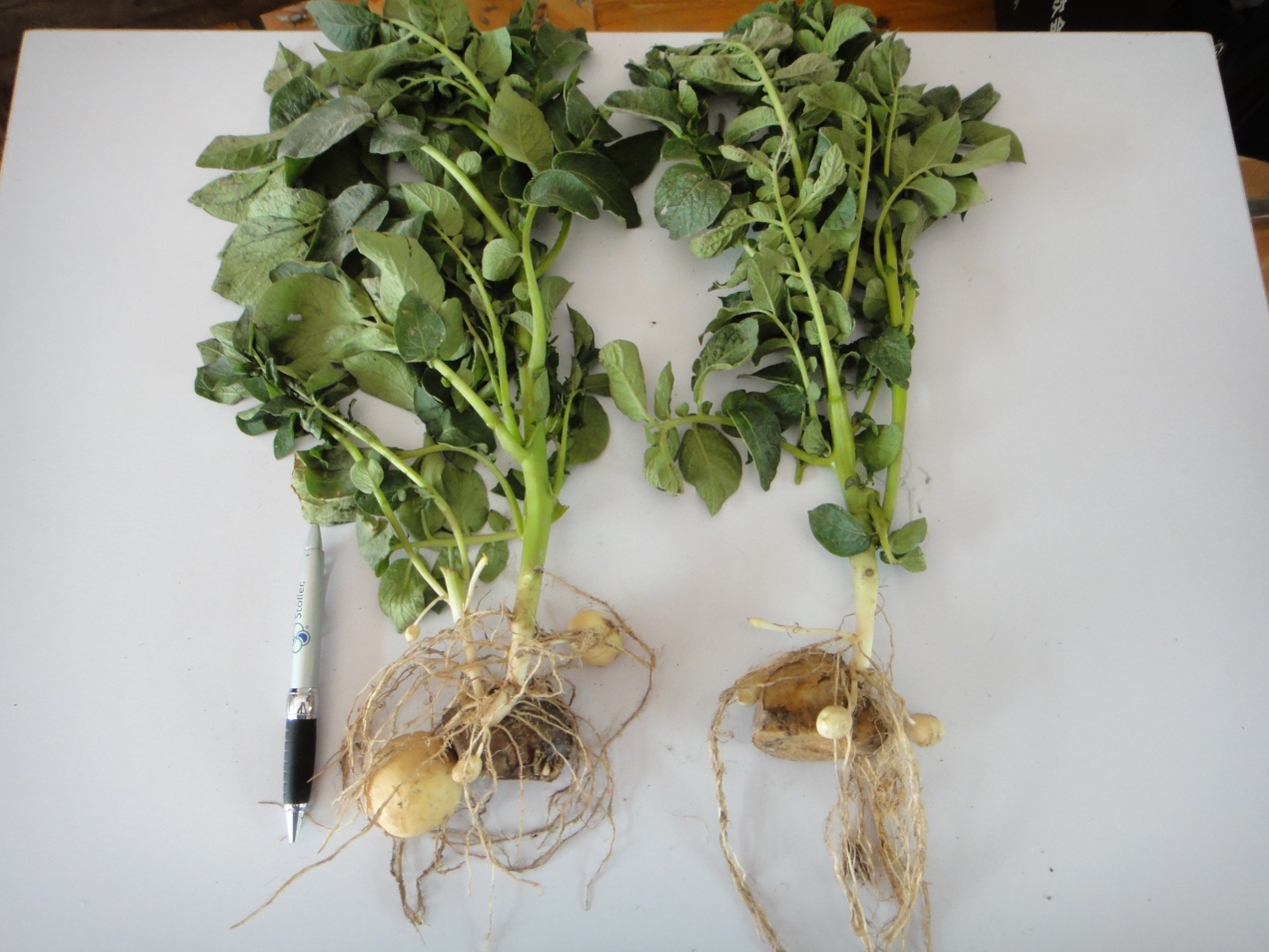 晒一下世多乐集团根多乐在马铃薯上使用效果